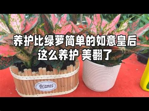 如意植物風水|【如意皇后風水】如意皇后風水招財風格水擺放！